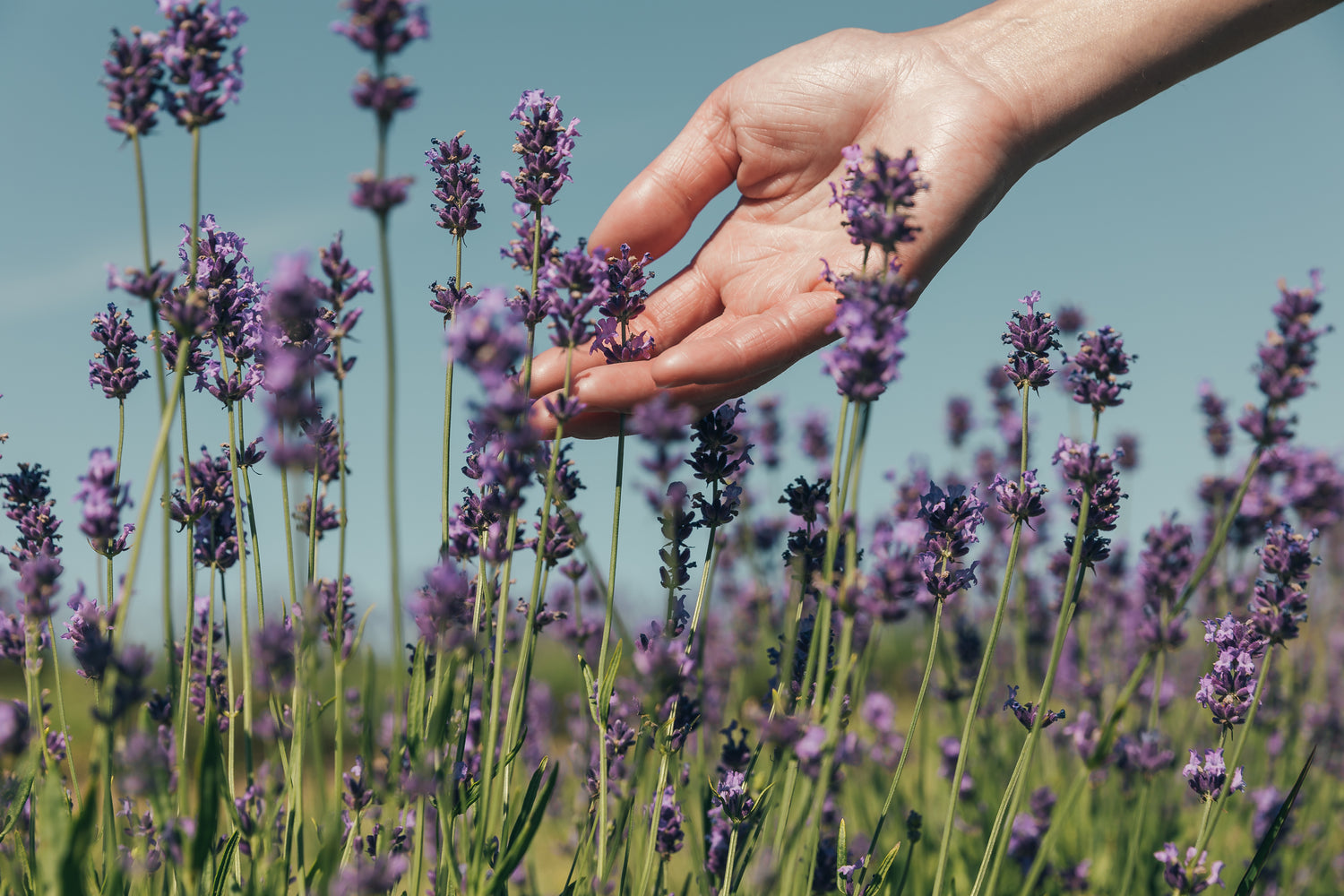 Hand over lavender in a field